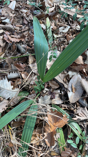 Sabal Anão (Sabal minor)