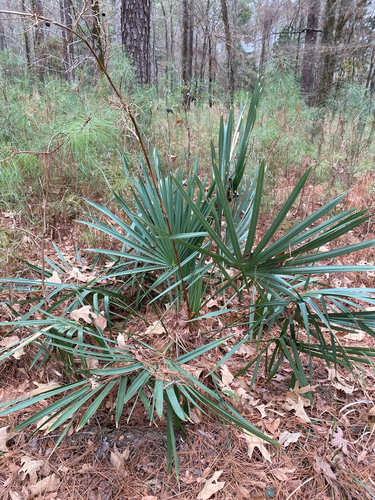 Sabal Anão (Sabal minor)