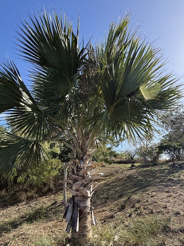 Palmeira de Chapéu (Sabal)