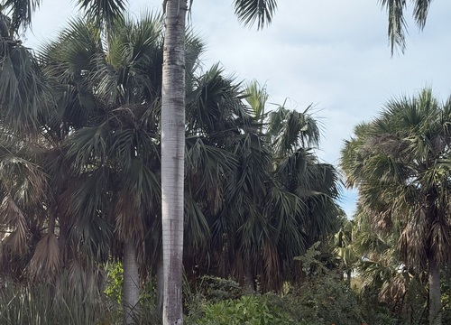 Palmeira de Chapéu (Sabal)