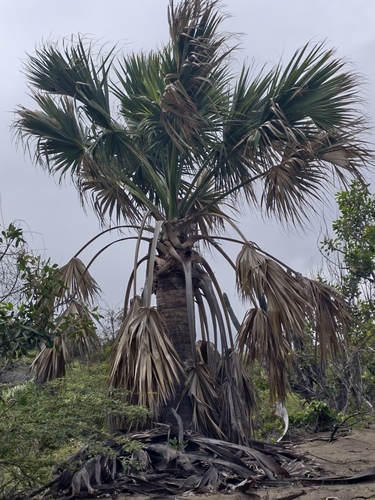 Palmeira de Chapéu (Sabal)