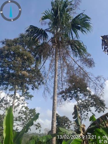 Palmeira Leque de Sabal Rústica
