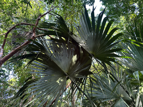 Sabal de Cuba Elegante
