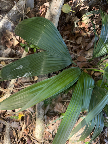 Sabal de Cuba Elegante