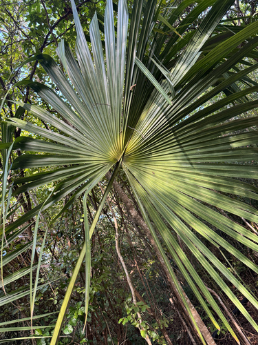 Sabal de Cuba Elegante