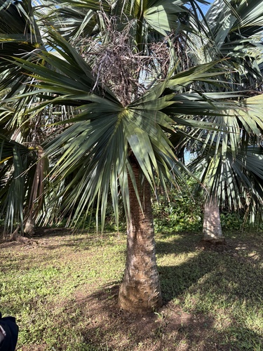 Sabal de Bermuda Resistente