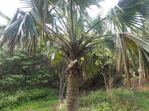 Sabal de Bermuda Resistente