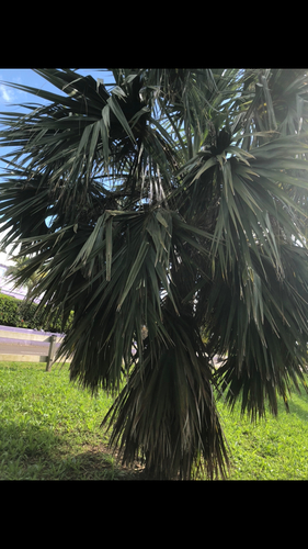 Sabal de Bermuda Resistente