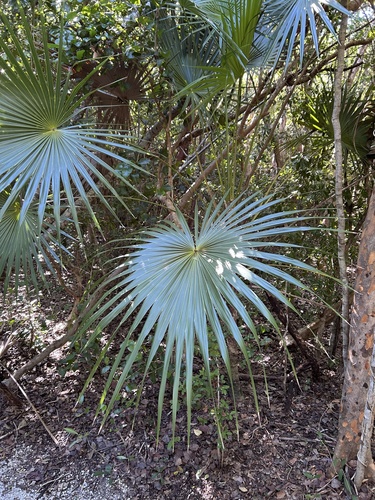 Palmeira Leque de Thrinax Clássica
