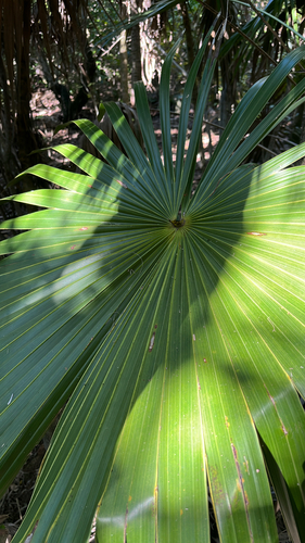 Palmeira Leque de Thrinax Clássica