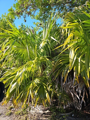 Palmeira Leque de Thrinax Clássica