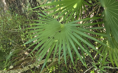 Palmeira Leque de Thrinax Clássica