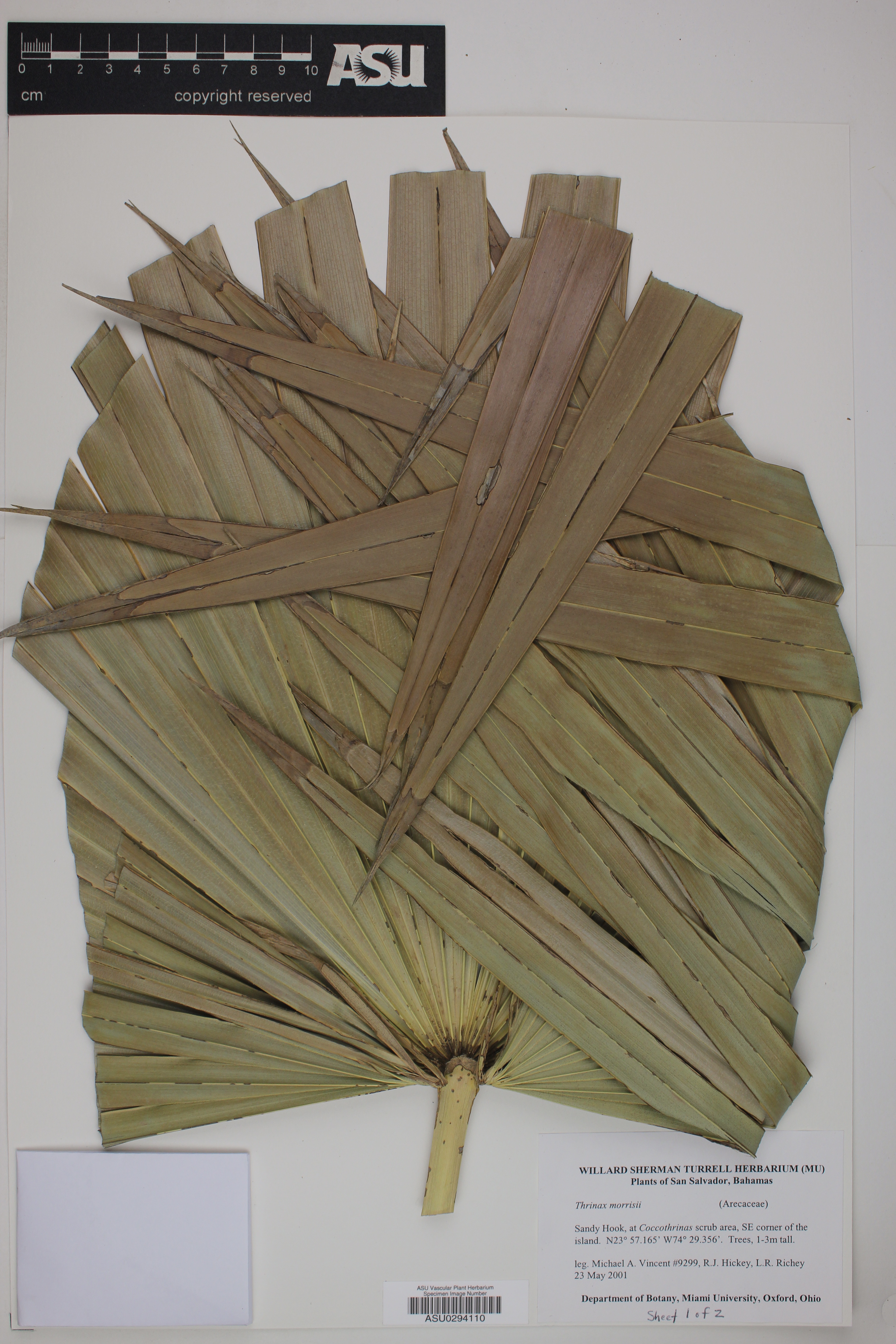 Palmeira Thrinax de Morris de Vaso