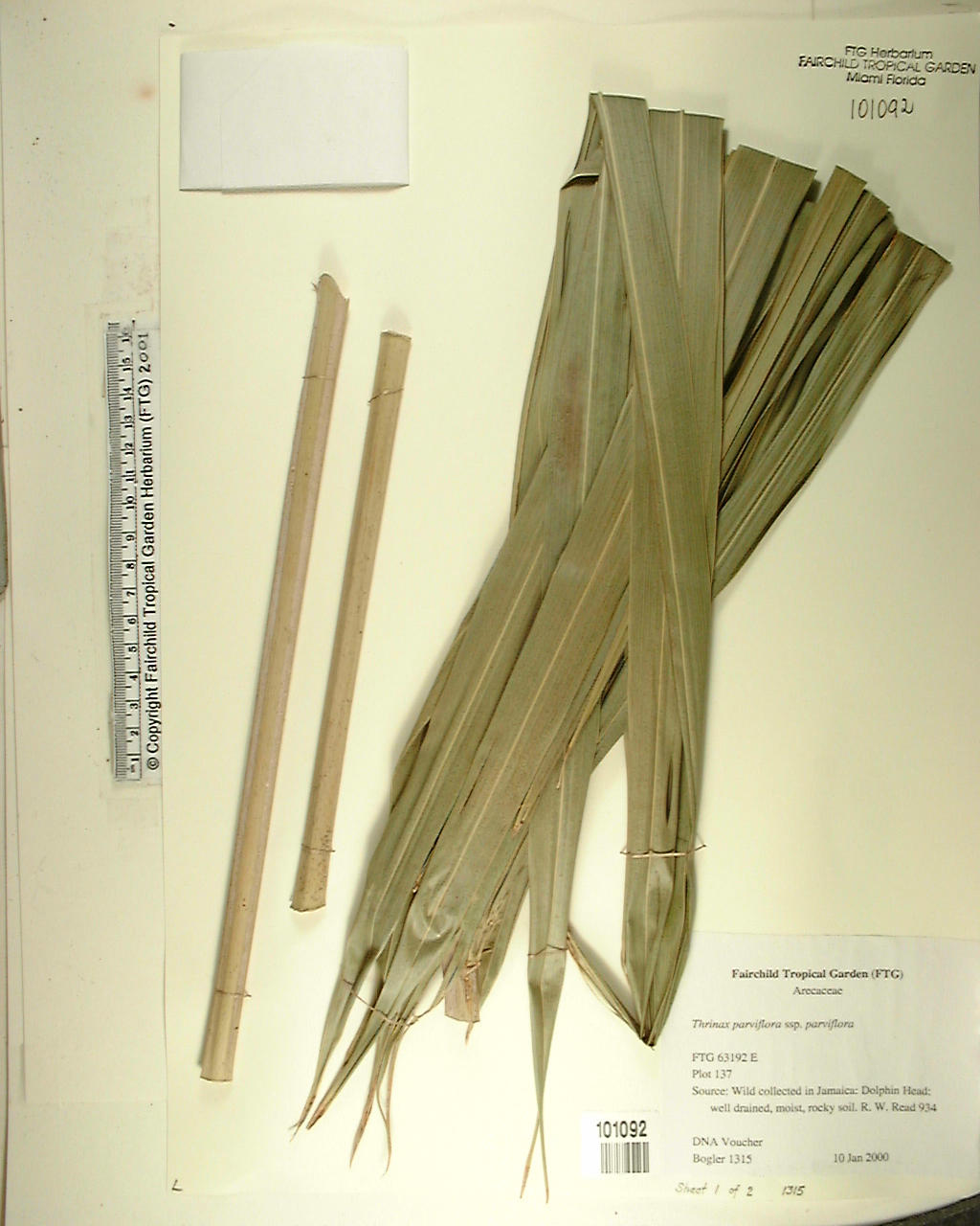 Thrinax da Jamaica Elegante