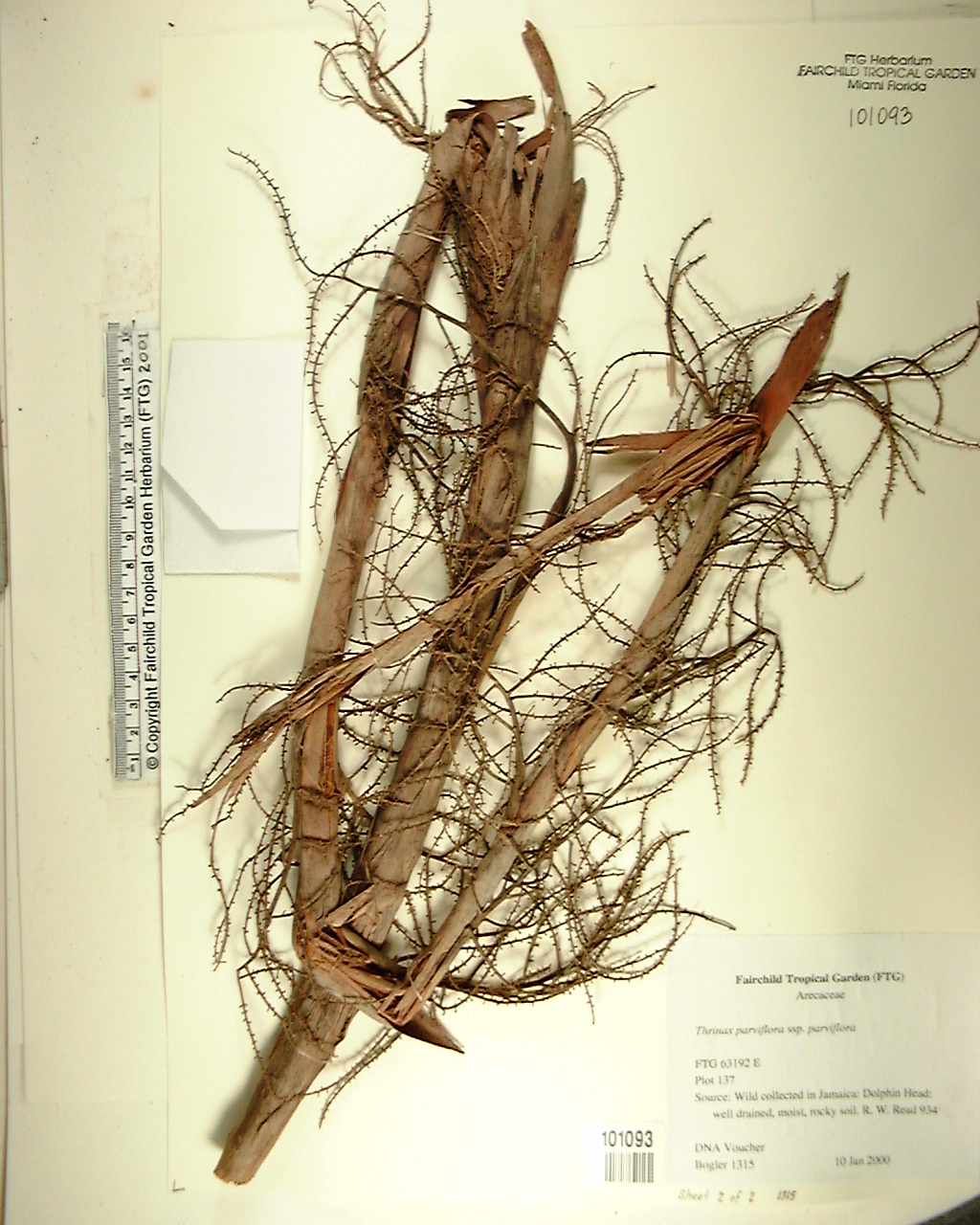 Thrinax da Jamaica Elegante