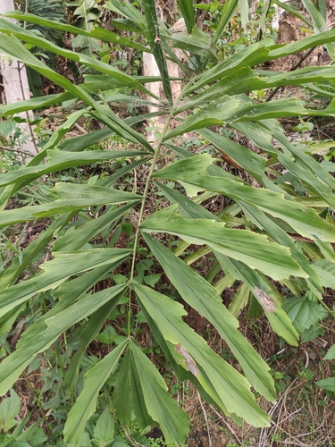 Palmeira de Folhas Dísticas Rara