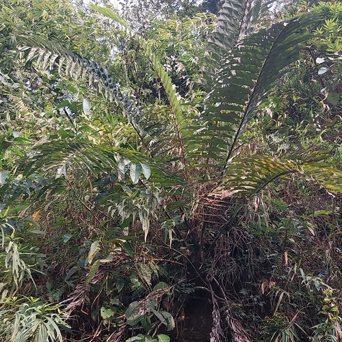 Wallichia de Folha Longa