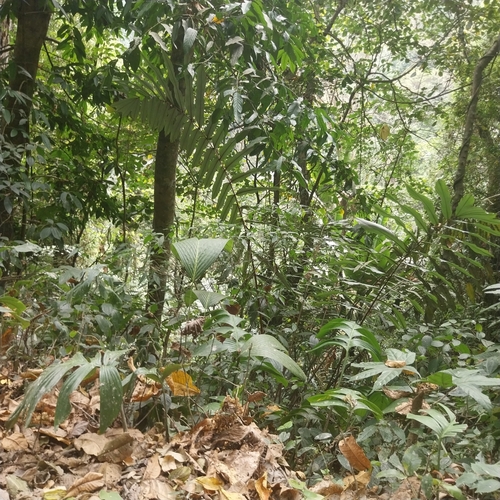 Wallichia de Folha Longa