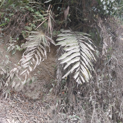Wallichia de Folha Longa