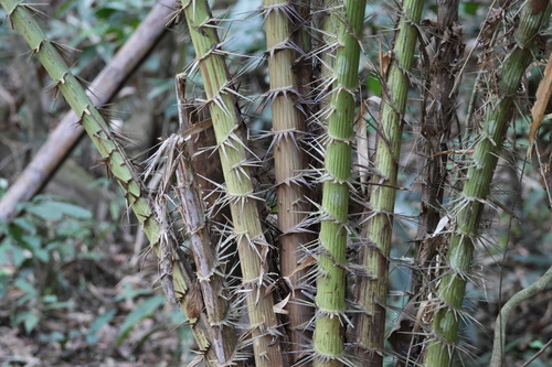 Palmeira Salak (Fruta-cobra)