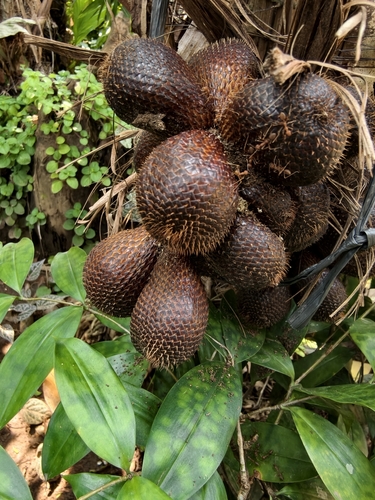 Palmeira Salak (Fruta-cobra)