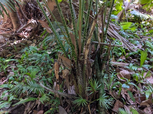 Palmeira Salak (Fruta-cobra)