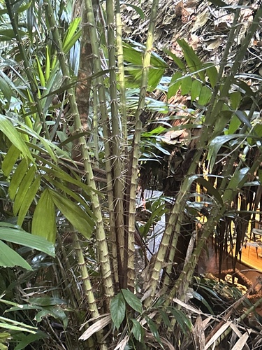 Palmeira Salaca da Tailândia