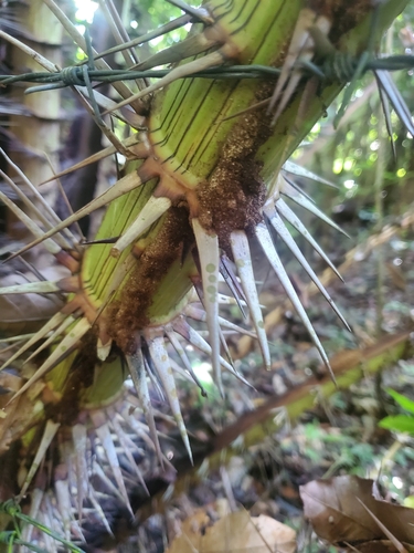 Palmeira Salaca da Tailândia