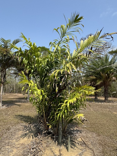 Palmeira Salaca da Tailândia