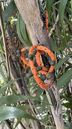 Palmeira Bambu de Vaso (Seifrizii)