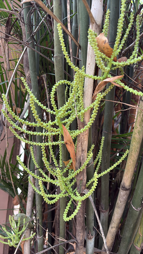 Palmeira Bambu de Vaso (Seifrizii)