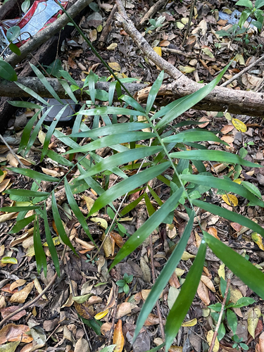 Palmeira Bambu de Vaso (Seifrizii)