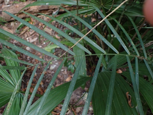 Palmeira Bambu de Vaso (Seifrizii)