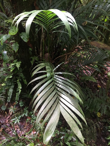 Palmeira Cascata de Sombra (Cat Palm)