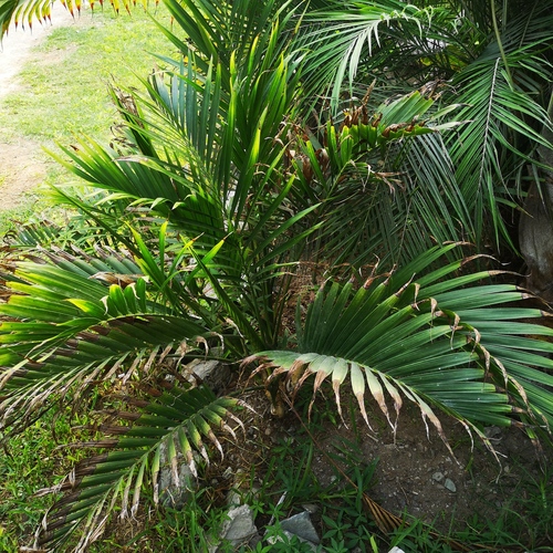Palmeira Cascata de Sombra (Cat Palm)