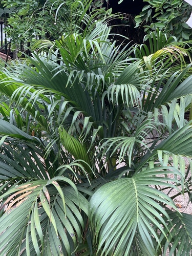 Palmeira Cascata de Sombra (Cat Palm)