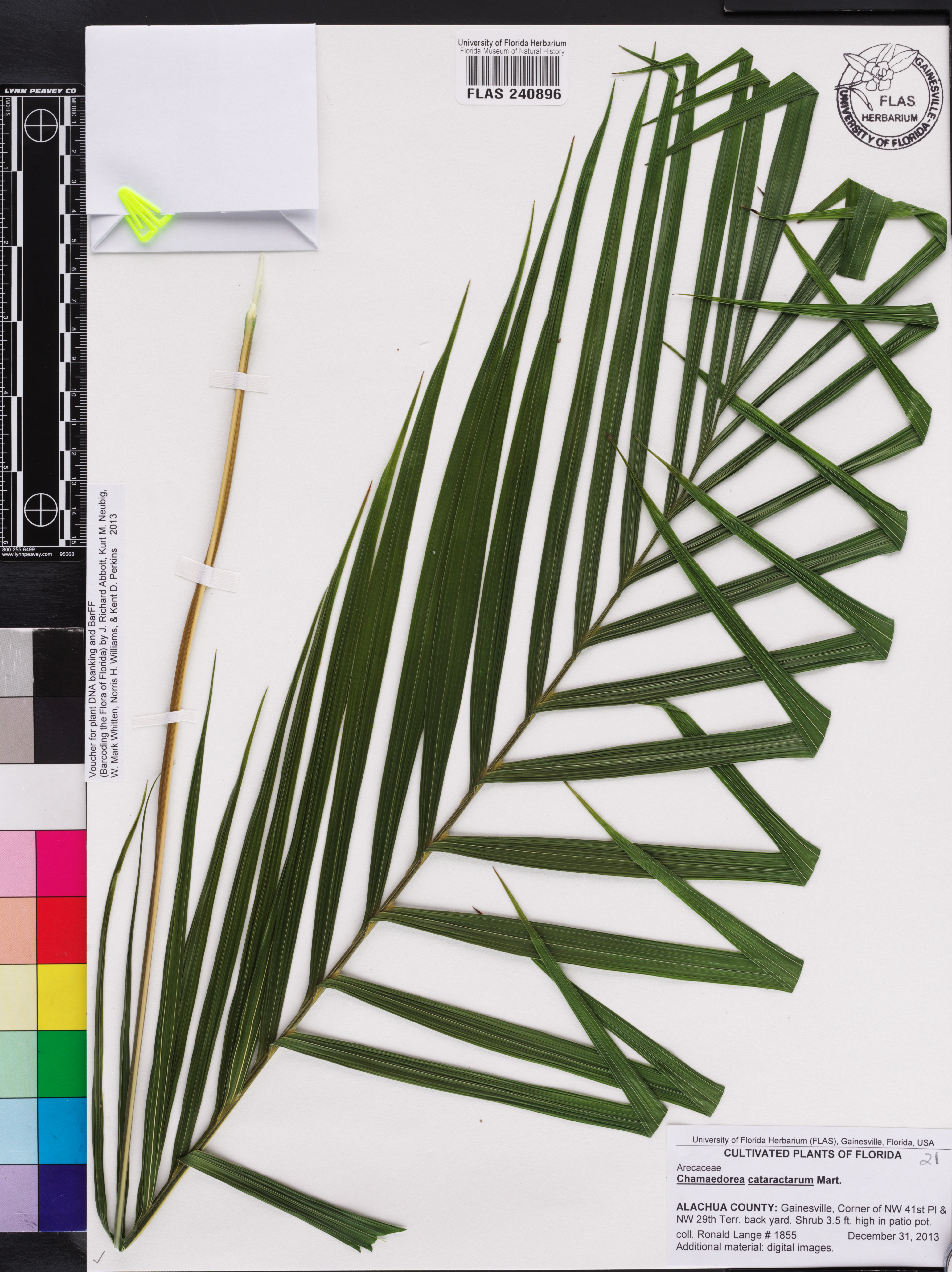 Palmeira Cascata de Sombra (Cat Palm)