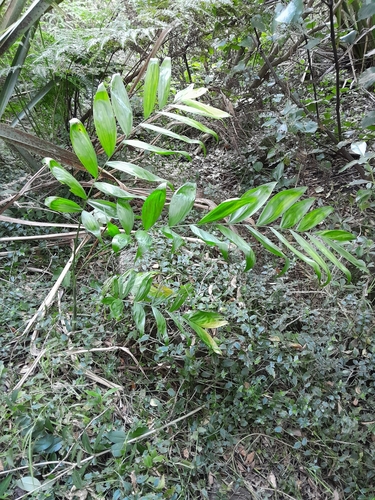 Palmeira Areca de Bambu Mexicana
