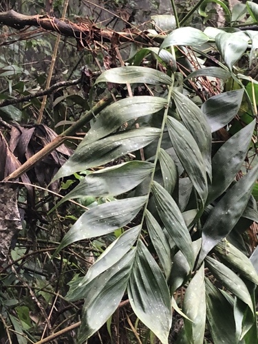Palmeira Areca de Bambu Mexicana