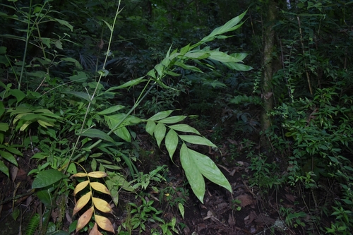 Palmeira Areca de Bambu Mexicana