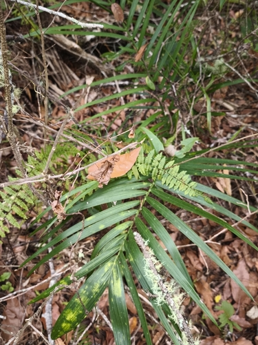 Palmeira Radical Silvestre