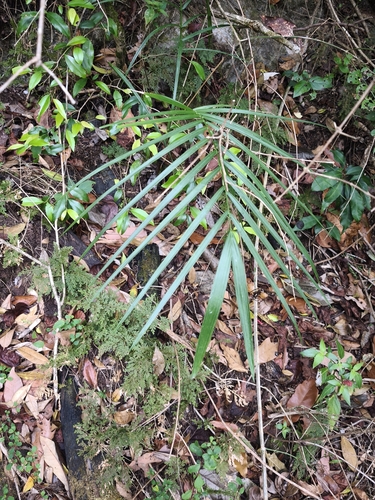 Palmeira Radical Silvestre