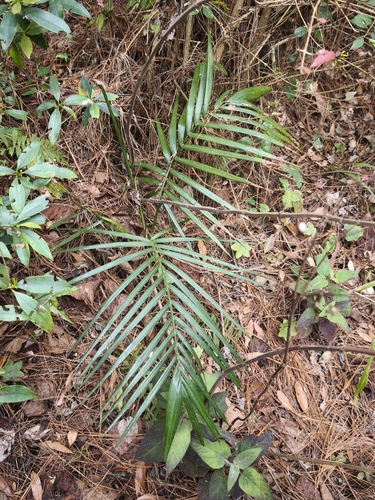 Palmeira Radical Silvestre