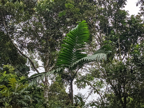 Camedórea Linear Sombreada