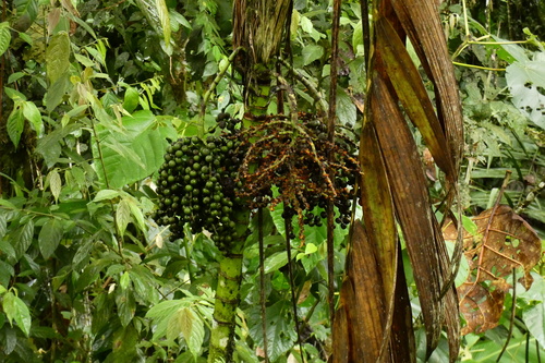 Camedórea Linear Sombreada