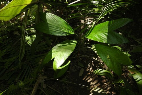 Camedórea Geonoma de Vaso
