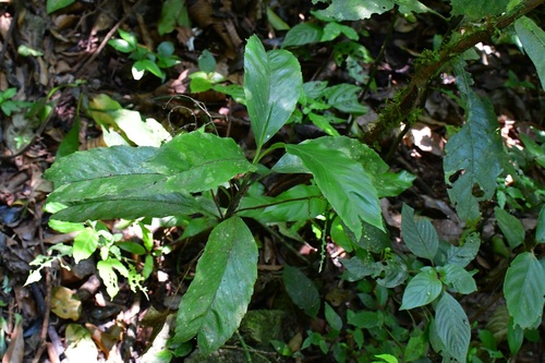 Camedórea Geonoma de Vaso