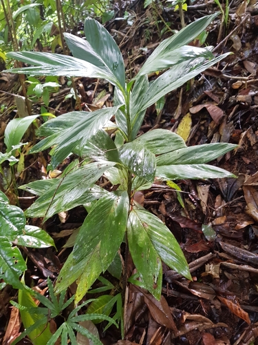 Camedórea Geonoma de Vaso