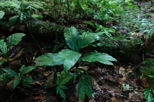 Camedórea Geonoma de Vaso