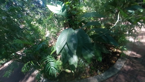 Camedórea Folha de Peixe